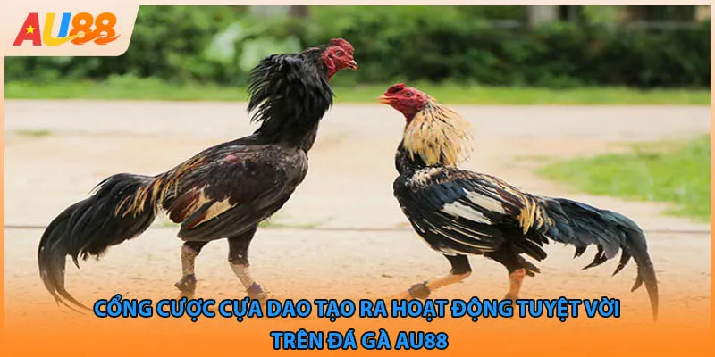 Cổng cược cựa dao tạo ra hoạt động tuyệt vời trên đá gà AU88