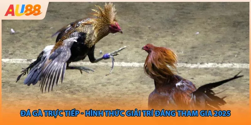 Đá Gà Trực Tiếp - Hình Thức Giải Trí Đáng Tham Gia 2025