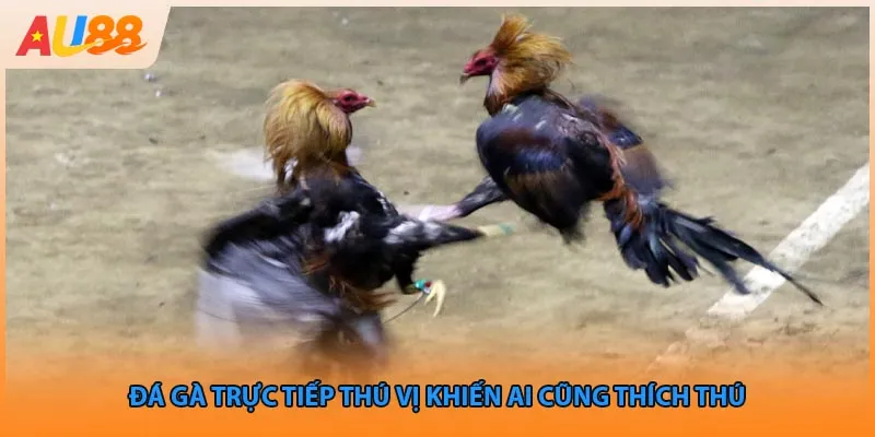 Đá gà trực tiếp thú vị khiến ai cũng thích thú