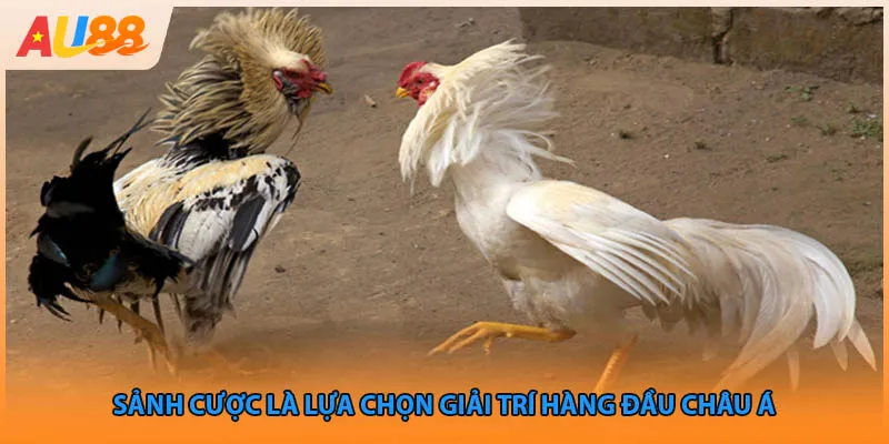 Sảnh cược là lựa chọn giải trí hàng đầu Châu Á 